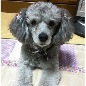 Meet your Posher, Maiko